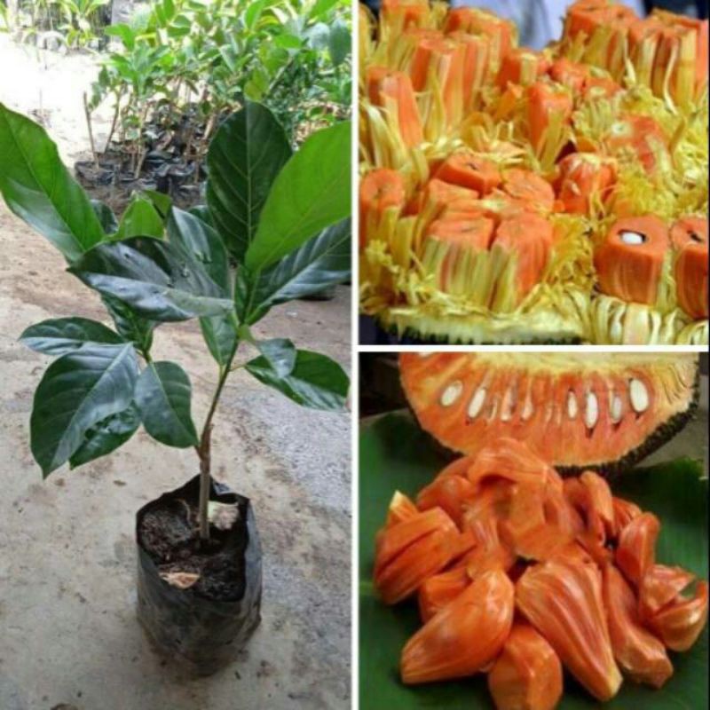 Bibit nangka merah super