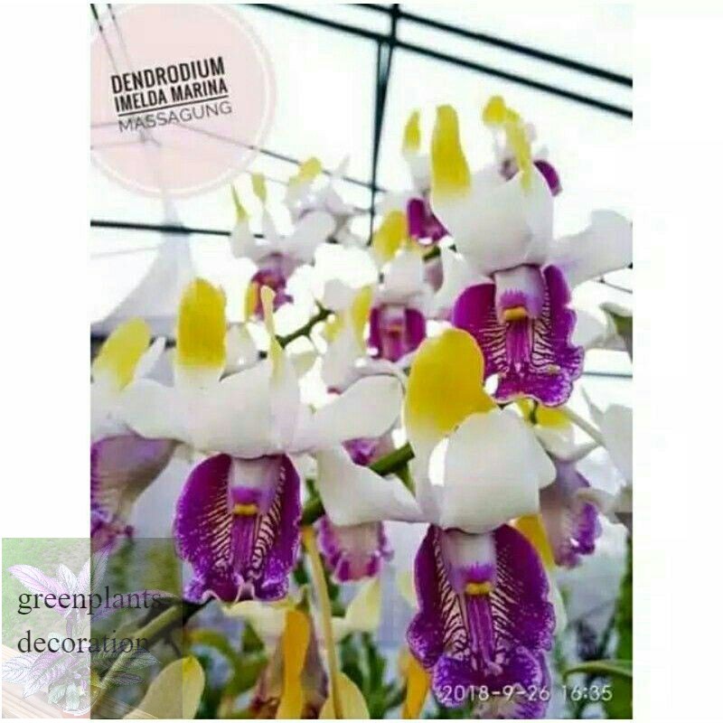 Seedling Anggrek Dendrobium Imelda Marina Masagung