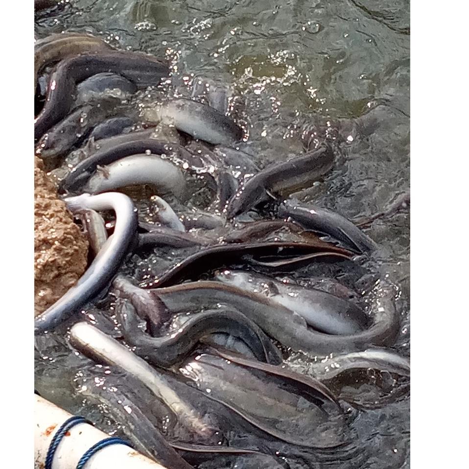 (A-APQ (☀ Pakan Sidat Pasta Ikan Sidat Kemasan Uji Coba Paket 1 Kg (banyak diminati