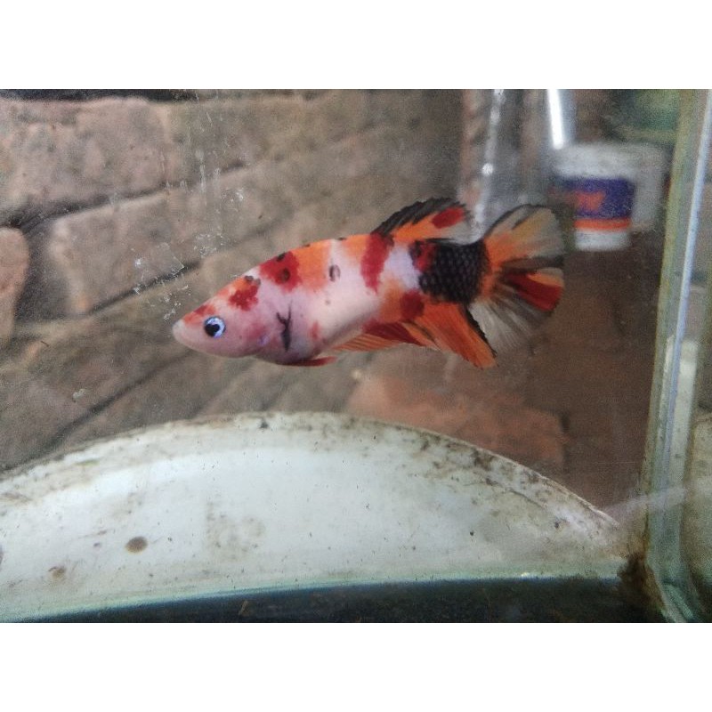 cupang female Line Giant koi, Nemo, galaxy siap breed