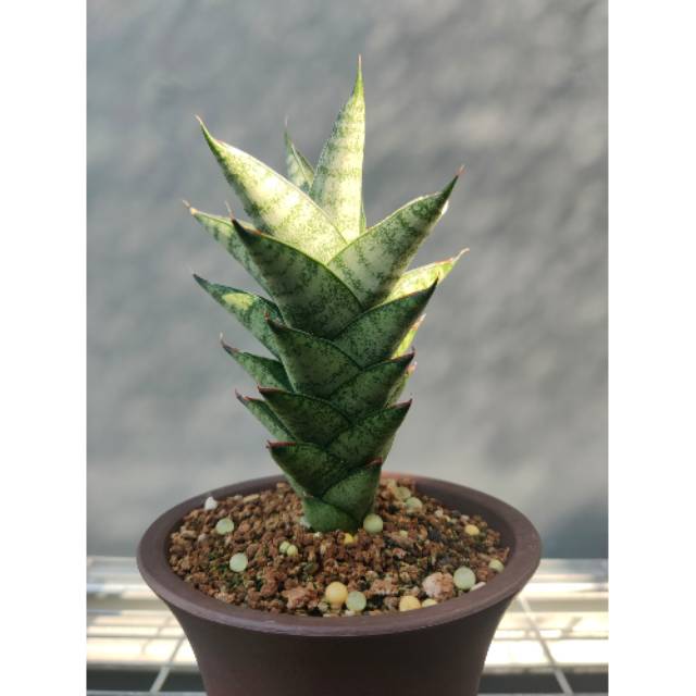 SANSEVIERA HYBRID "PAGODA"