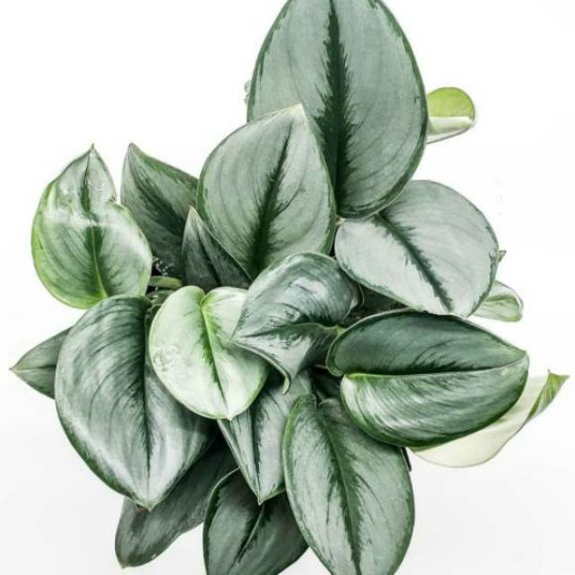 Tanaman hias scindapsus treubii moonlight-scindapsus moonlight-tanaman