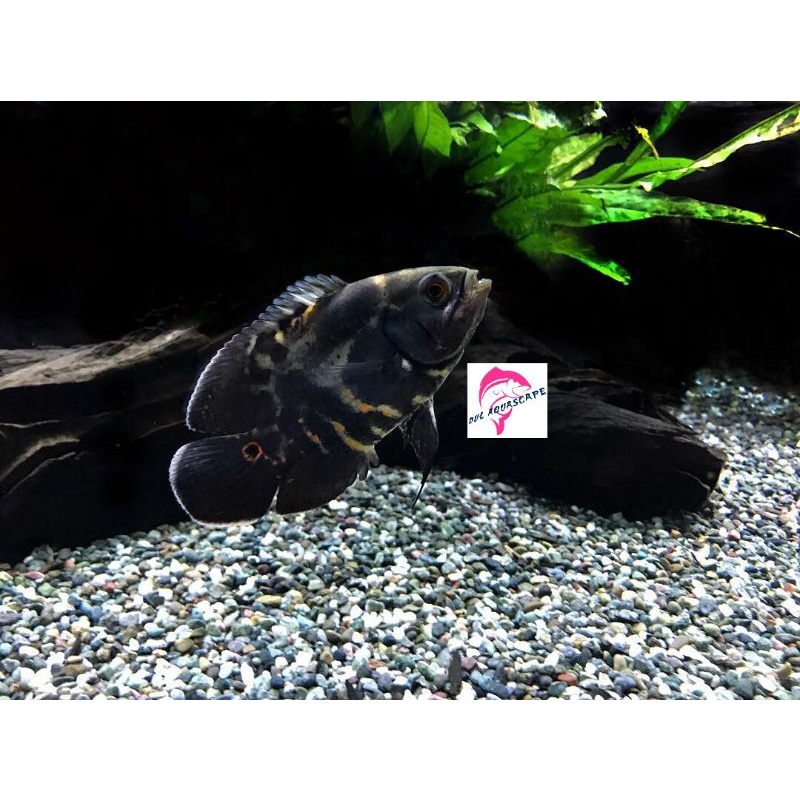Hiasan aquarium / ikan hias oscar batik tiger aquascape
