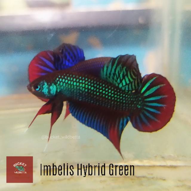 Cupang Imbelis hybrid green