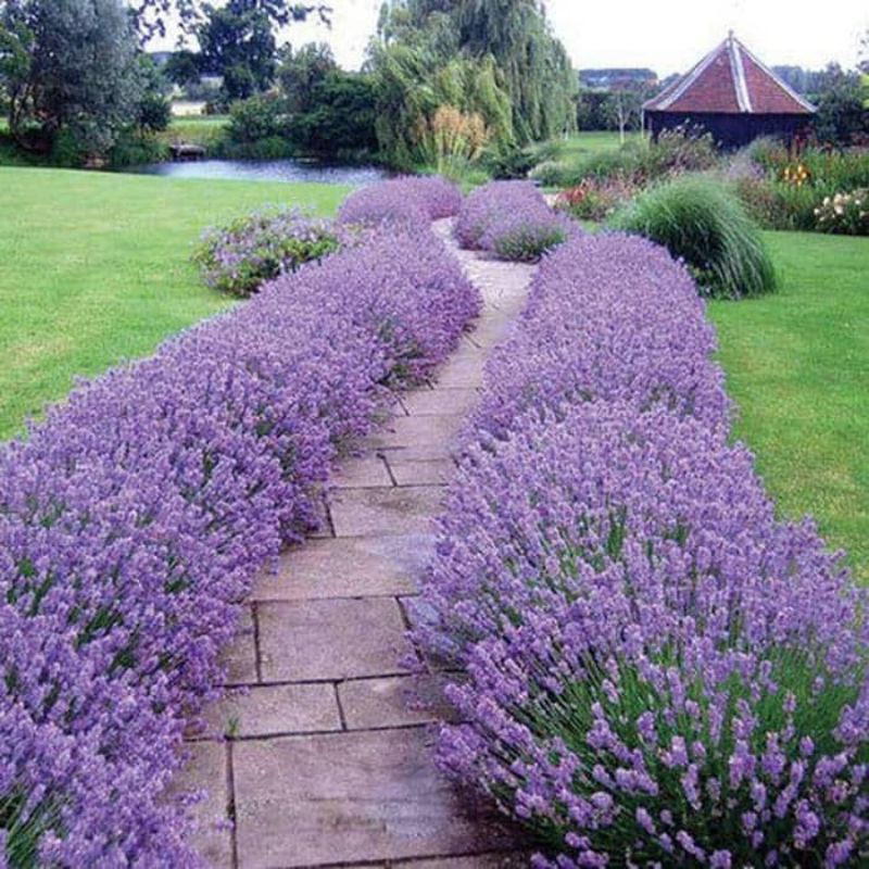 Tanaman  Lavender asli / lavandula angustifolia hidcote TANAMAN ANTI NYAMUK ( english lavender )
