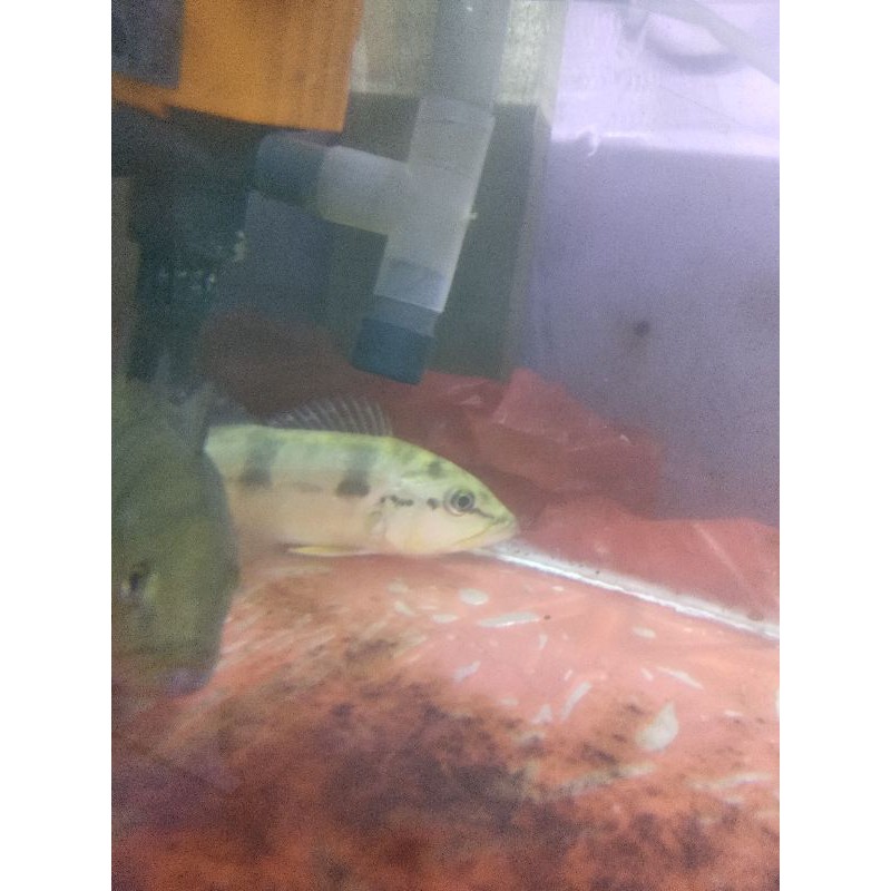 

pbas mono 10cm