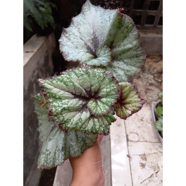Begonia keong velvet / Begonia Rex