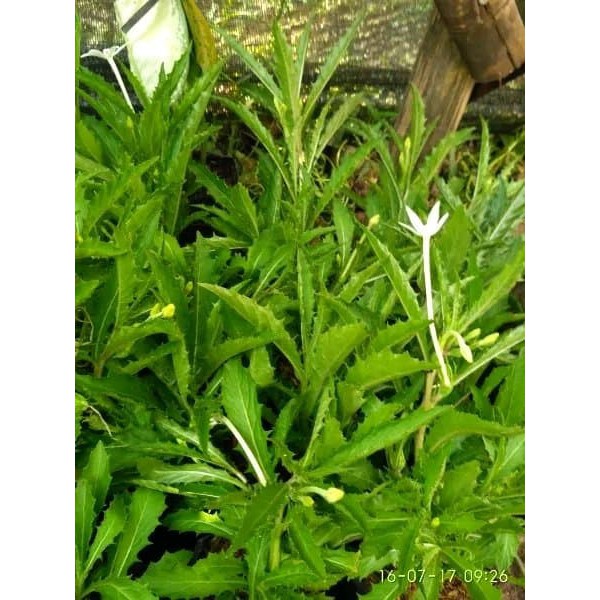 

[PROMO] Daun Kitolod Organik Segar 250gram -