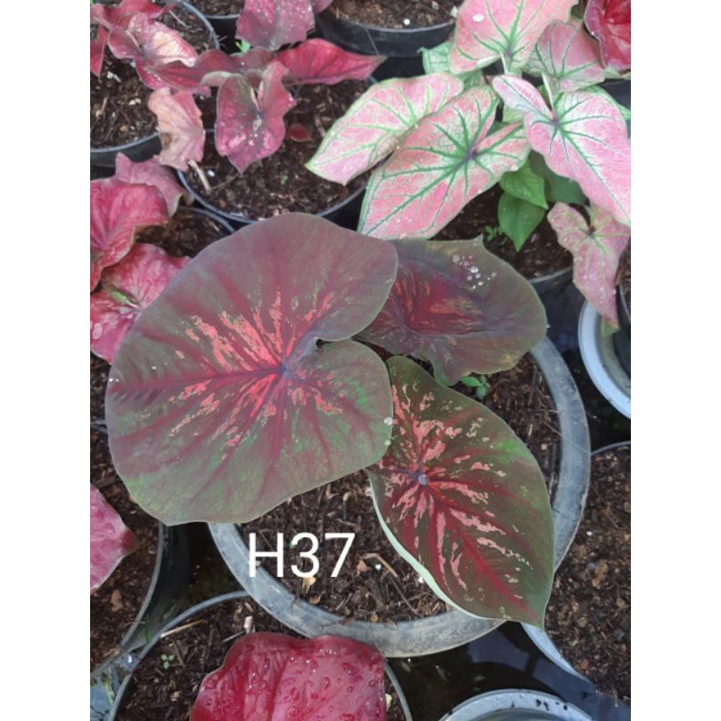 keladi hybrid H37/keladi import doreng