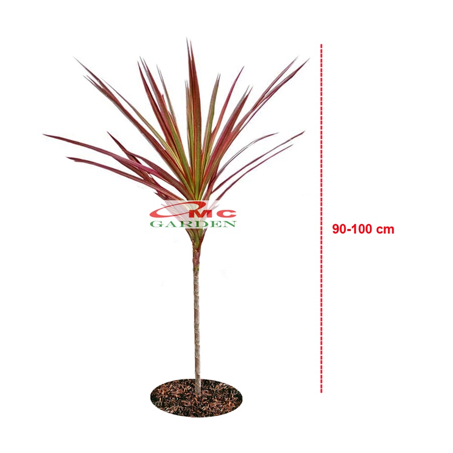 Dracaena Marginata Dragon Tree Tricolor Tri Color Merah Kuning Hijau Putih Tanaman Hias 90100