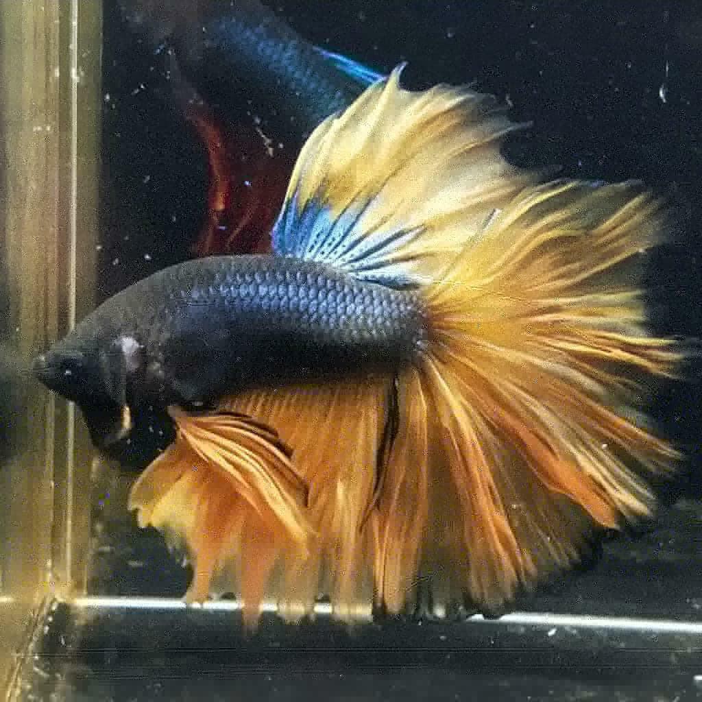 Betta Fish Ikan Cupang  Halfmoon  Jantan Cantik Shopee 