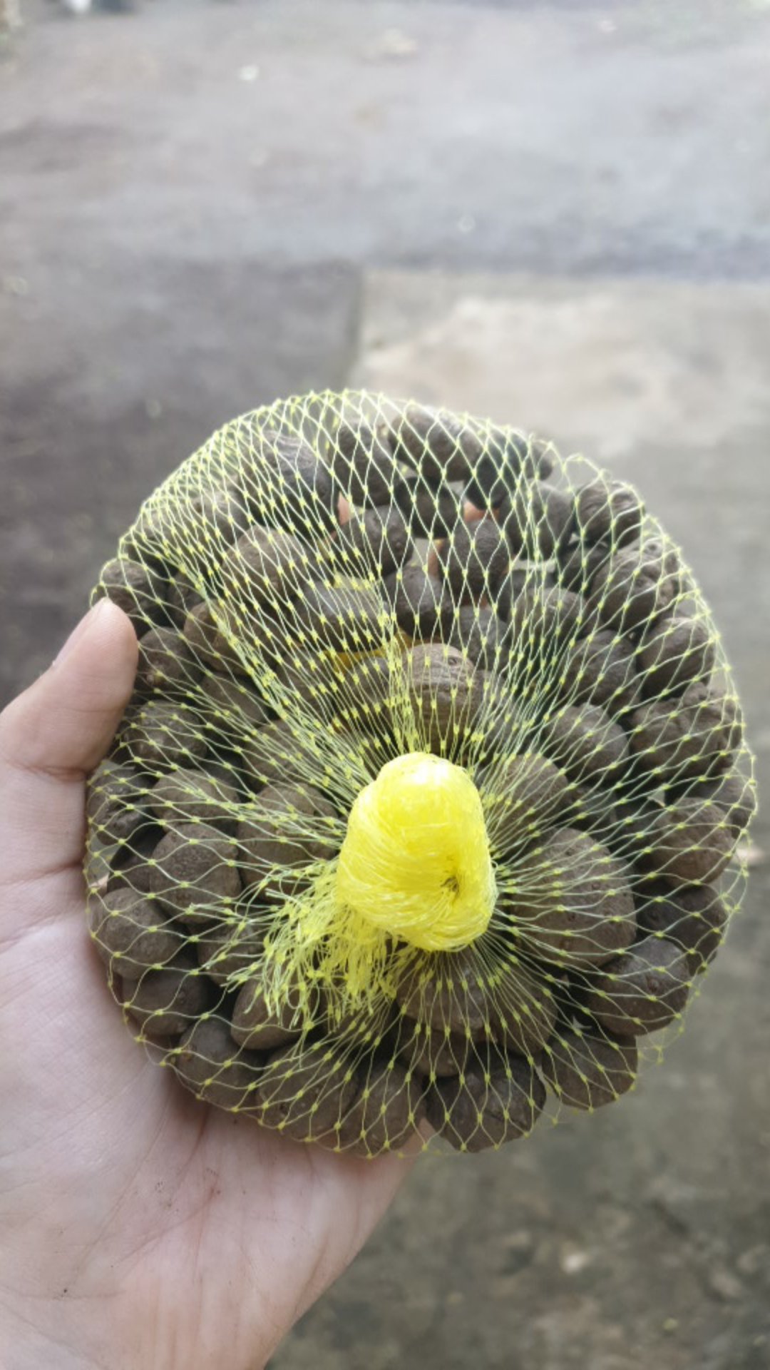 Katak Porang Mini Isi 300-400/kg