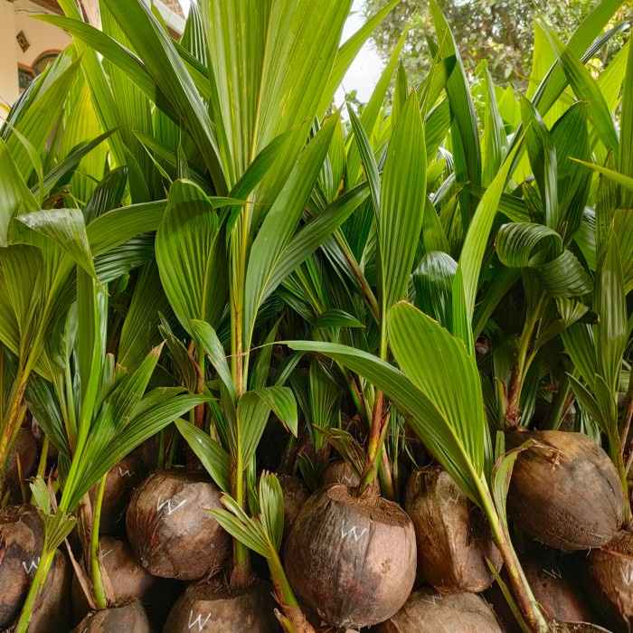 Bibit kelapa wulung / kelapa hijau wulung / kelapa ijo(Bibit Terbaik)