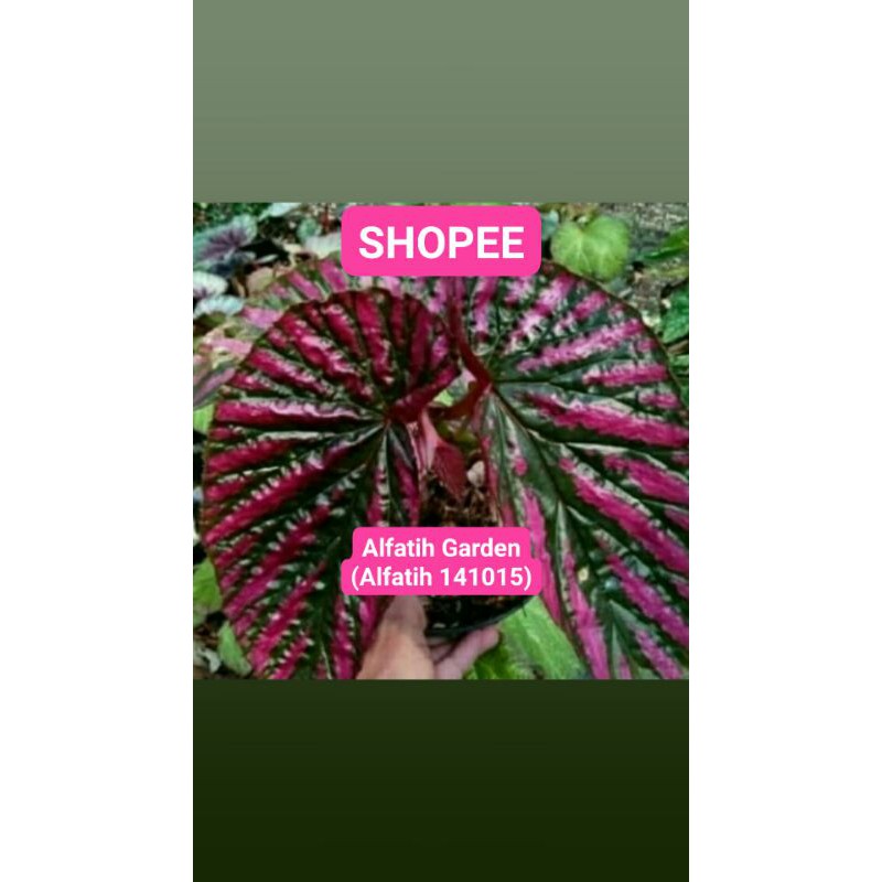 PROMO // Tanaman Hias Begonia Rex Walet Pink-Tanaman Hias-Begonia rex wallet pink-Begonia pink walet