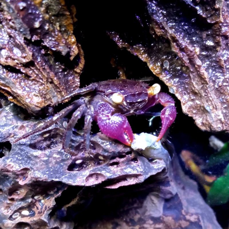 

Keiting hias vampire crape/kepiting ungguke