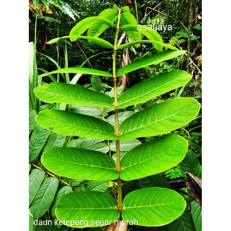 

Cod Daun Ketepeng 100 Lembar Daun Kimanila Segar Obat kulit Herbal