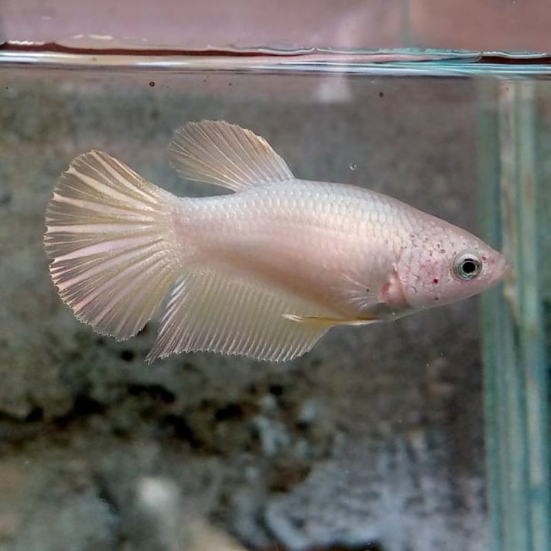 

Ikan Cupang Hias Betina Plakat Soft Gold Original Thailand Buy 1 Get 1