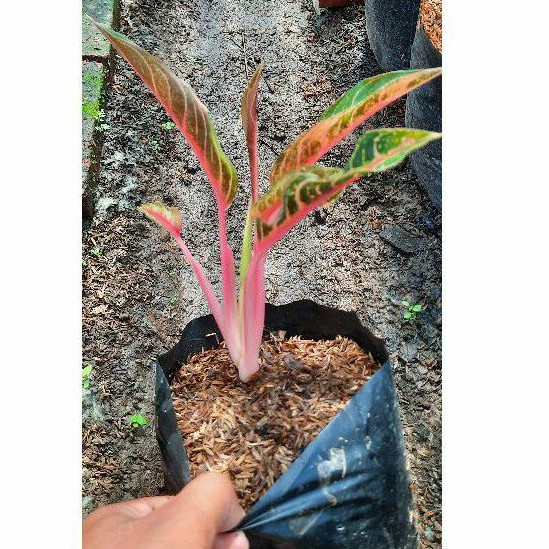 Bunga Aglonema Mahardika