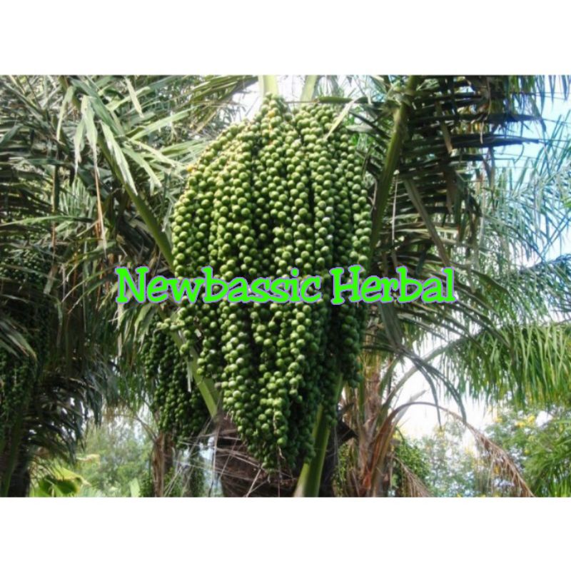 

buah aren Muda curuluk murah