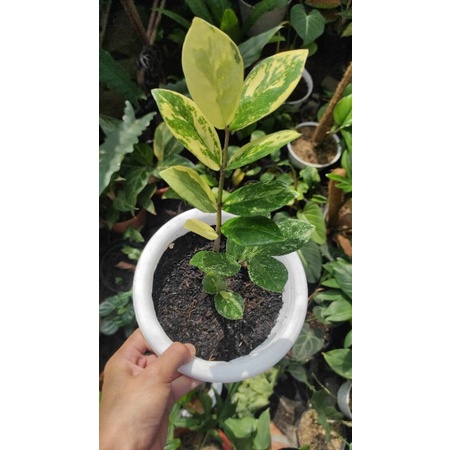 Zamia Culcas Varigata 100% asli