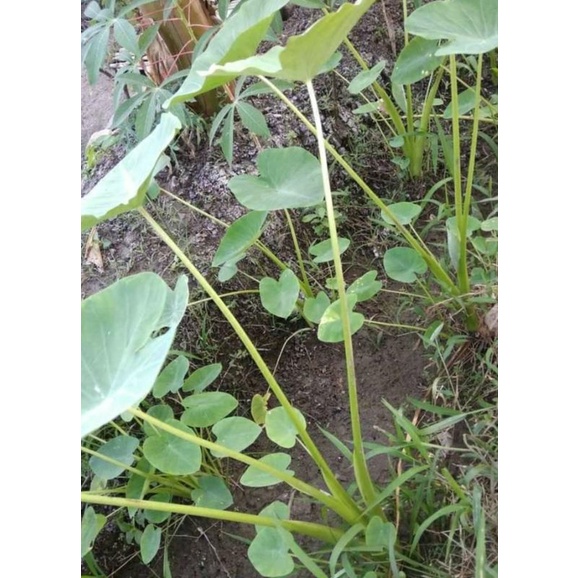 

sayur lompong 100 gram