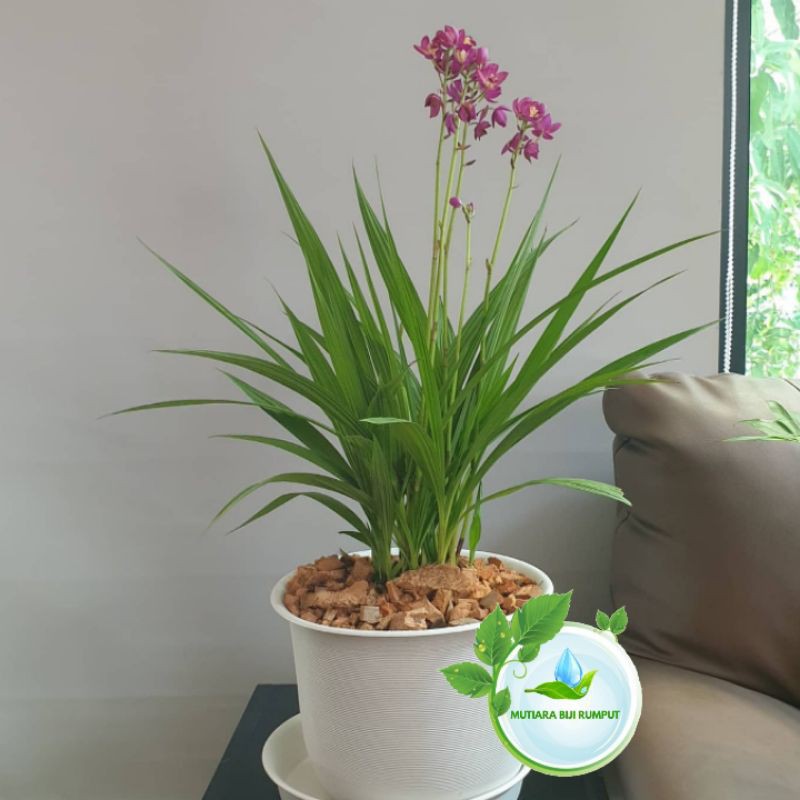 tanaman angrek tanah-tanaman hias angrek tanah