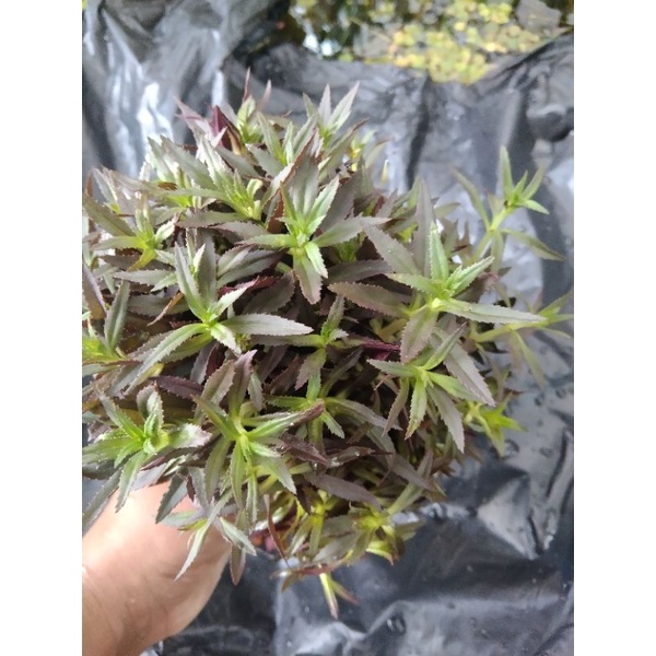 limnophila aromatica tanaman aquascape