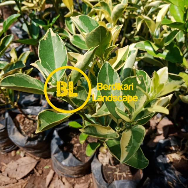 Bibit pohon buah jeruk variegata pohon jeruk varigata jeruk varigata pohon jeruk kip variegata