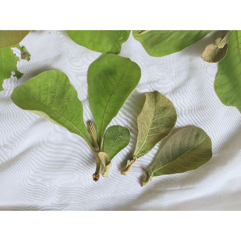 

Daun Jati Segar Special Ecoprint