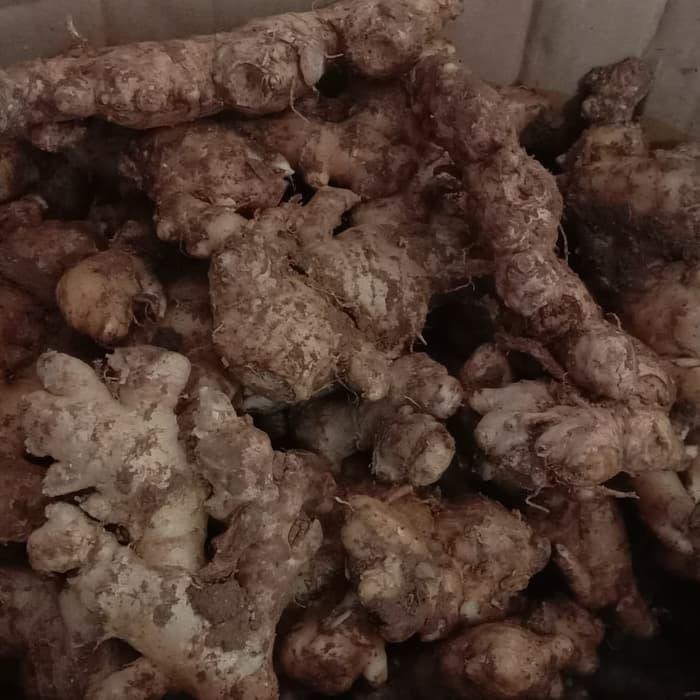 

MANJUR JAHE EMPRIT 500GRAM !!!!