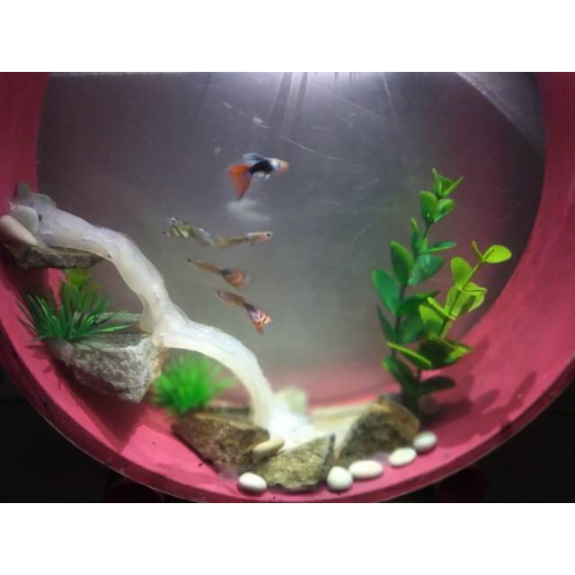 Aquarium Dinding Shopee Indonesia