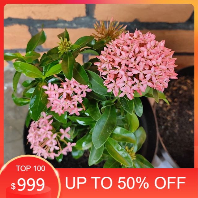 jual tanaman hias bunga asoka jambon - bunga asoka - bunga pink - asoka