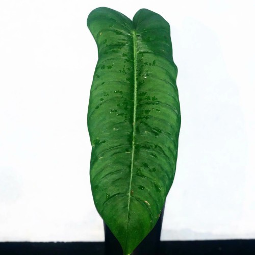 Philodendron Sharoniae ( Collection Plant )