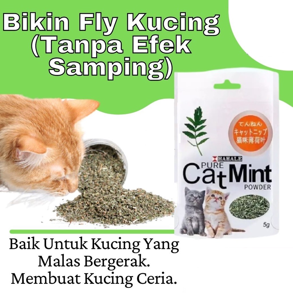 PH.Medan Cat Mint Catnip Powder Cemilan Snak Kucing | Catmint.