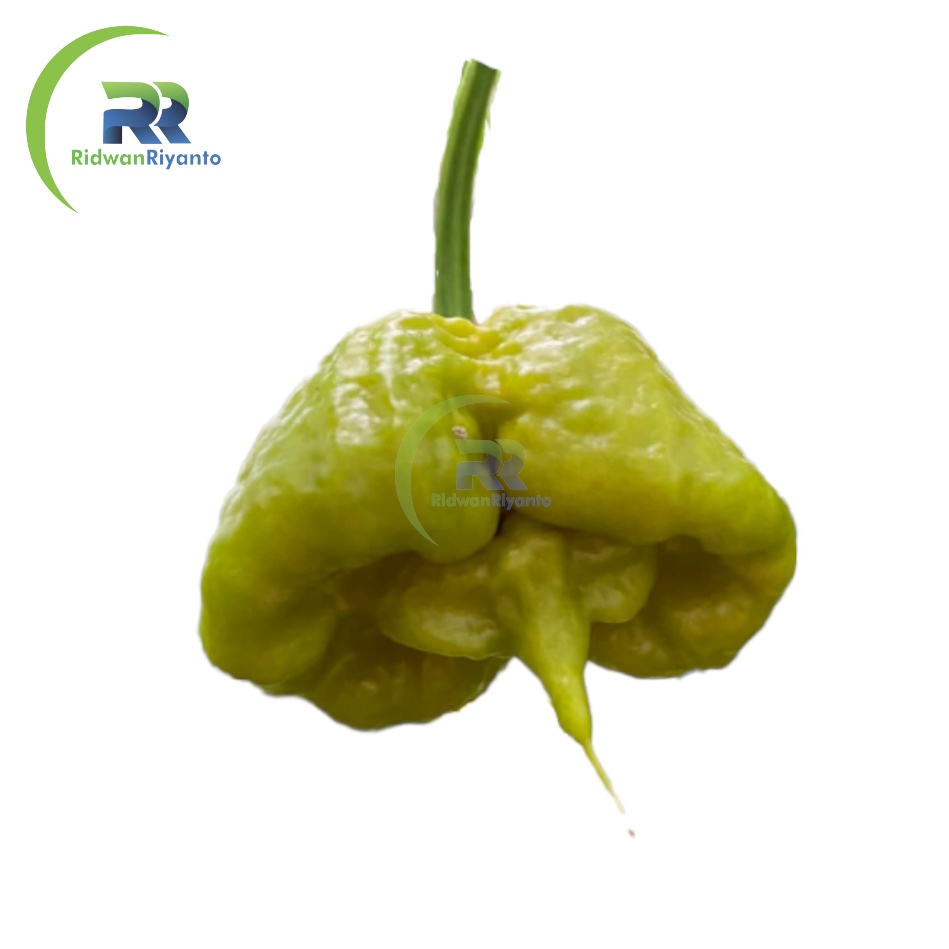 BUAH Cabe CAROLINA REAPER MUSTARD Cabai Terpedas Nomor 1 di Dunia Versi Guinness World Record