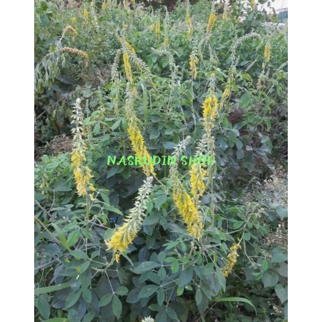 

BATANG DAN DAUN OROK OROK 30 TANGKAI / TANAMAN HERBAL OROK OROK UNTUK PEMBERSIH DARAH