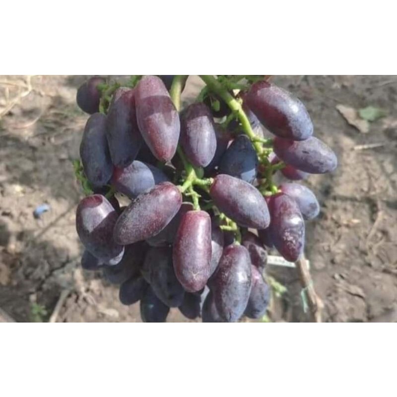 виноград киш миш найт бьюти. сорт винограда красава. сорт винограда днепровский сувенир. сорт винограда одесский чёрный сувенир. виноград сувенир васьковского.