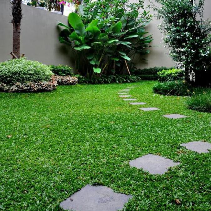 Rumput gajah mini //  pembutan tanam rumput jepang atau gajah mini