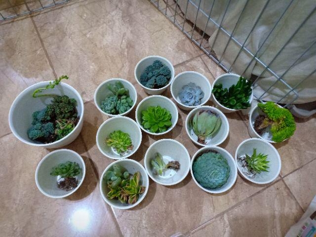 Kaktus Sukulen | 118. Mammillaria Backebergiana
