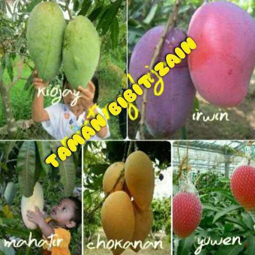 #_* Freong Bibit Mangga Paket 5 Jenis (Kiojay,Irwin,Mahatir, Chokanan,Yuwen) Cod kk1