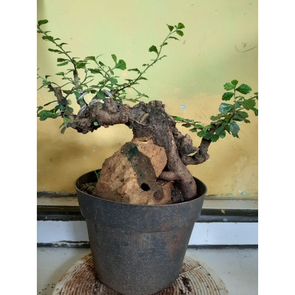 BONSAI HOKIANTEA LOKAL ON THE ROCK