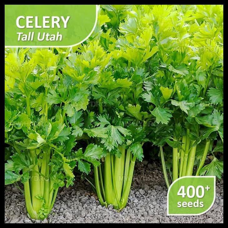 BIBIT BENIH CELERY - TALL UTAH / BENIH SELEDRI BESAR / REPACK IMPORT