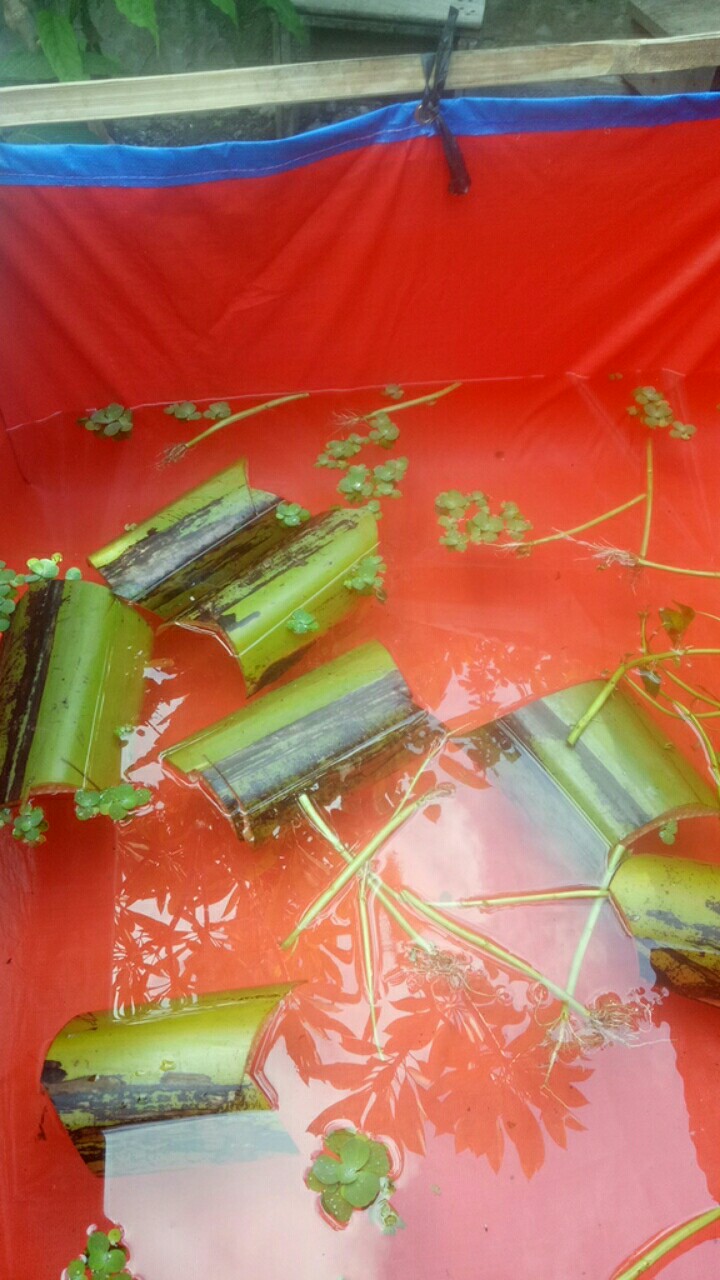 Terpal Kolam Kotak Uk[100x100x50] Type A5 Mima Korea Kwalitas Sedang Cocok Buat Pemula / Kolam Lele