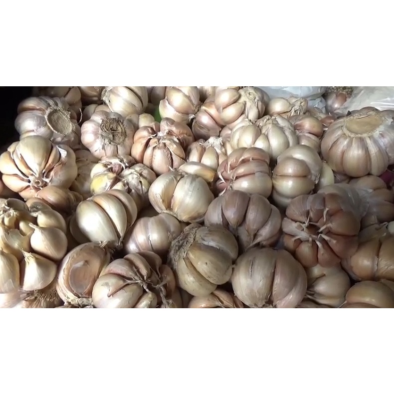 

bawang putih 500 gram