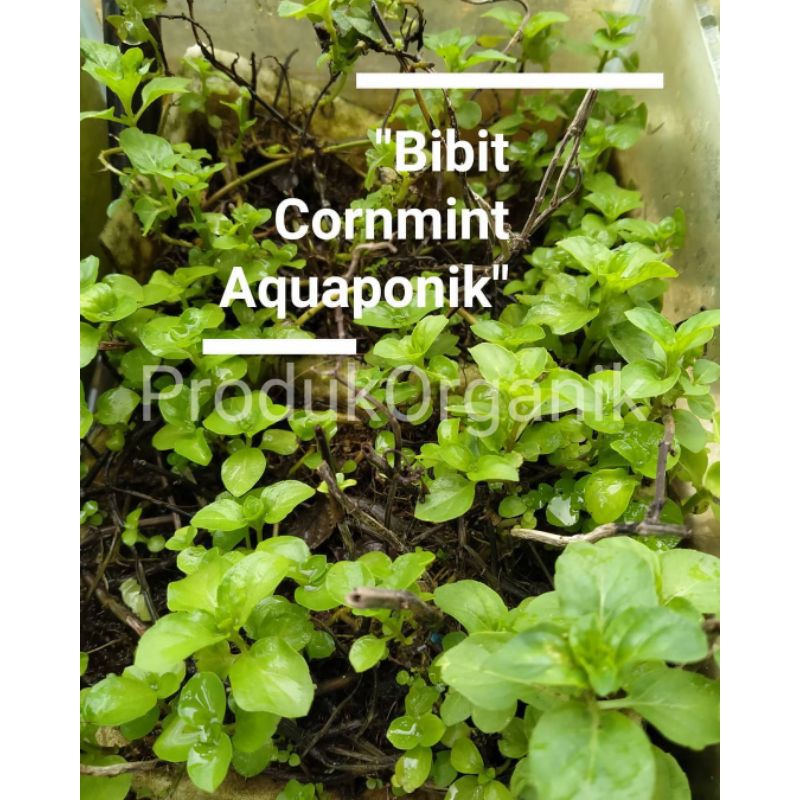 Promo Daun Mint Cornmint organik bibit tanaman daun cornmint Japanese Mint Wild Mint Field Mint