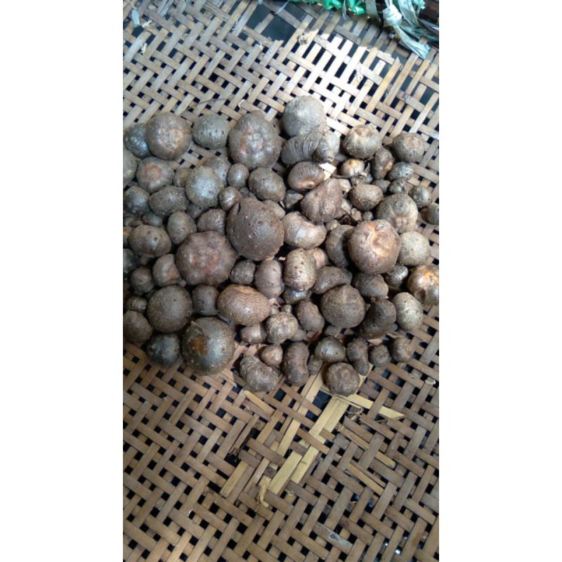 bibit katak porang ukuran sedang 1kg