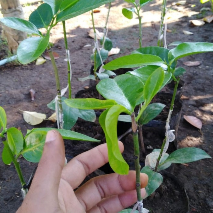 Bibit buah black sapote okulasi