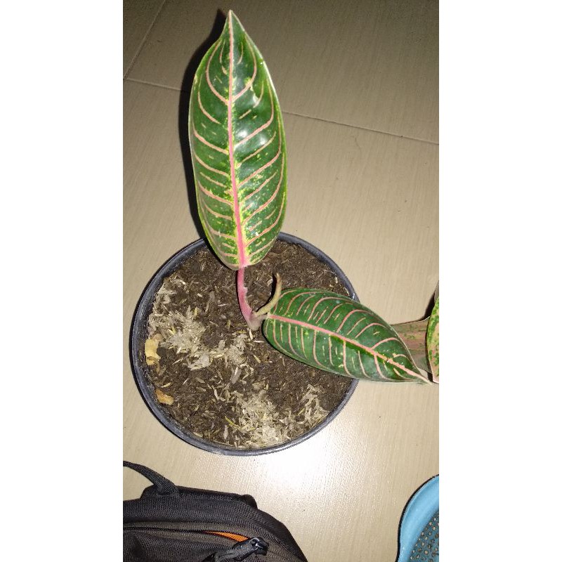 Aglonema Red Sumatra / Aglaonema Redsum