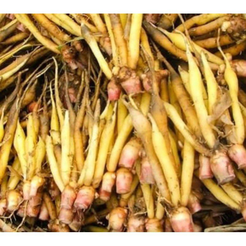 

Temu kunci segar 1kg