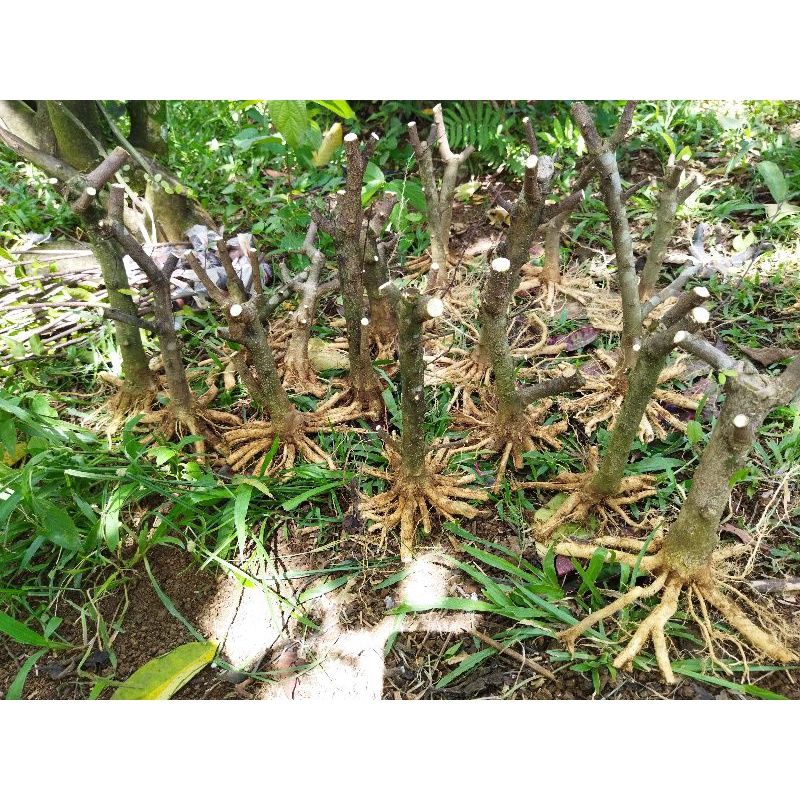 Bahan Bonsai Anting Putri Program akar